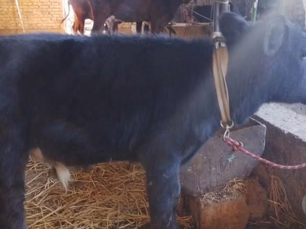 公牛, Cattle