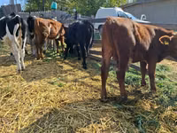 Kuh, Russian Black pied cattle — Foto 5