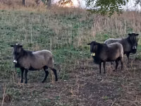 Berbec, Romanov sheep — foto 3