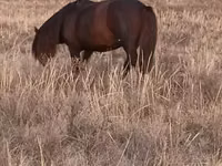 Aygʻir, Kazakh horse — 2-rasm