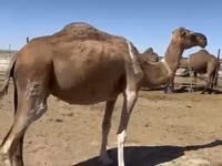 إبل (دفعة، الجنس غير محدد), Anafi camel — الصورة 5