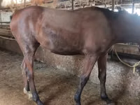 Yegua, Thoroughbred horse — foto 5