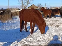 Cal, Kustanai horse — foto 3