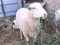 كبش, Romanov sheep — الصورة 1