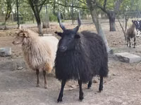 Oaie, Racka sheep — foto 3