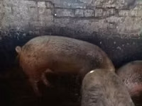 母猪, Pigs — 照片 5