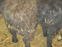 Berbec, Qashqai sheep — foto 5