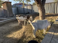 Capră, Saanen goat — foto 1