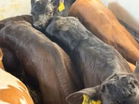 أبقار (دفعة، الجنس غير محدد), Simmental cattle — الصورة 6