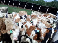 गाय, Simmental cattle — फ़ोटो 2