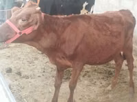 Sigir, Red Estonian cattle — 3-rasm