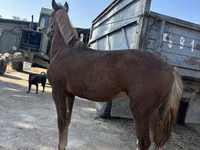 母马, Horses — 照片 2