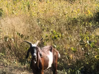 Cabra, Cabras — foto 4