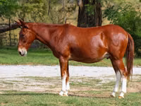 حصان, Mule — الصورة 2