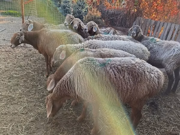 Schaf, Schafe