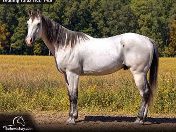 حصان, Quarter Horse