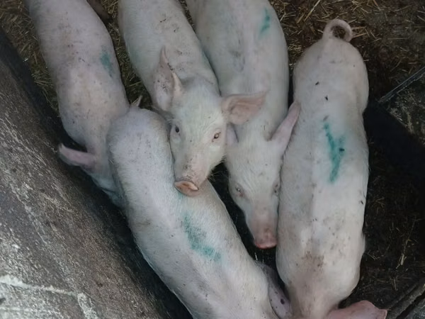 Säue, Schweine — Republik Moldau