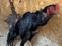 Chickens — foto 2