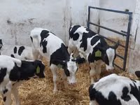 Buğa, Russian Black pied cattle — foto 4