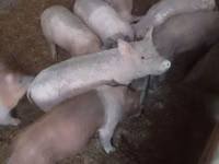 Eber, Schweine — Foto 2