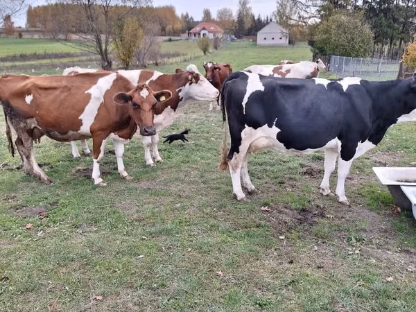 गाय, Russian Black pied cattle