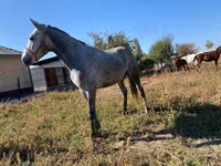 Cal, Friesian sport horse — foto 1