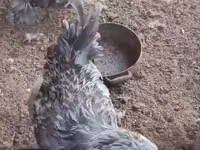 براهما — الصورة 5
