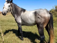 At, Mustang — foto 3