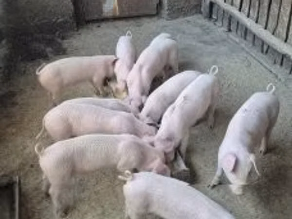 Porci (lot, sex nespecificat), 