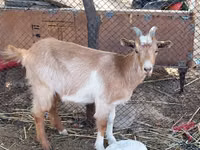 Goat, Saanen goat — photo 2
