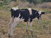 Bulle, Russian Black pied cattle — Foto 1