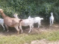 عنزة, LaMancha goats — الصورة 3