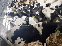 公牛, Russian Black pied cattle — 照片 3