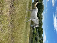 Mare, Horses — photo 3