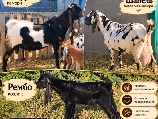 Echki, Gembrong goats