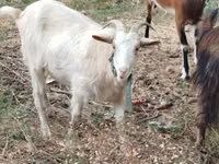 Capră, Capre — foto 1