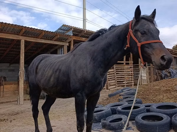 公马, Thoroughbred horse