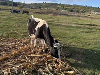 Vaca, Raza de vaca — foto 5