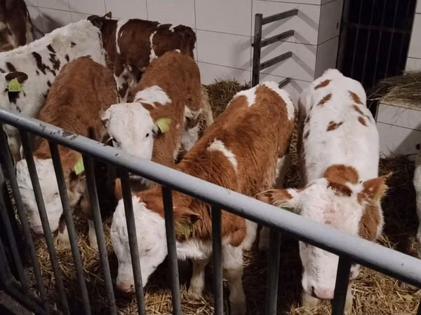 Qoramol (partiya, jinsi ko‘rsatilmagan), Simmental cattle