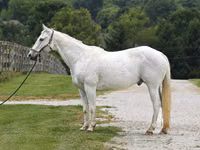 Cal, National Show Horse — foto 2