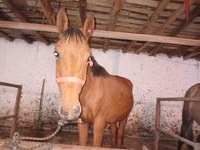Aygʻir, Manipuri pony — 1-rasm