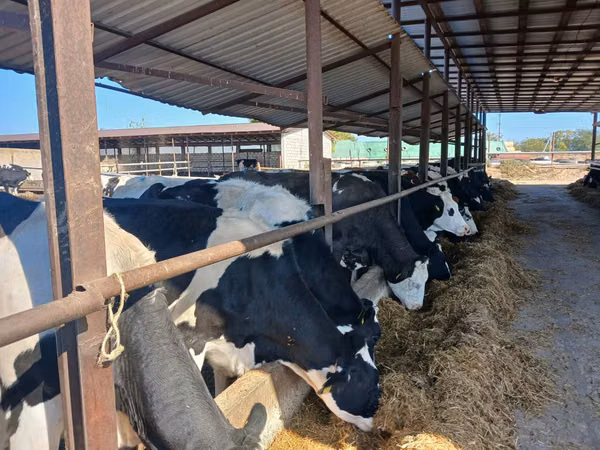 Sigir, Russian Black pied cattle