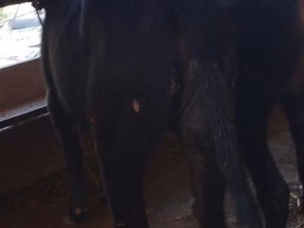 牛只（批次，未指定性别）, Cattle