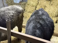 Bulle, Simmental cattle — Foto 6