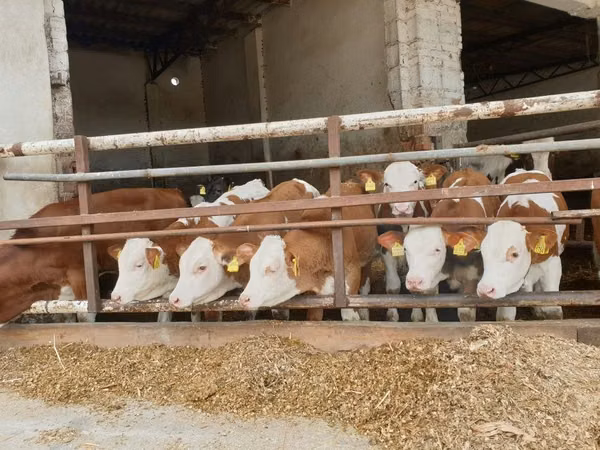 Qoramol (partiya, jinsi ko‘rsatilmagan), Simmental cattle