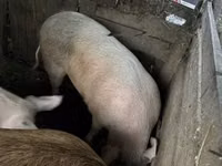 母猪, Pigs — 照片 1