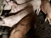 Vier, Porci — foto 1