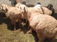 母羊, Sheep — 照片 2