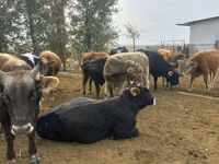 Buğa, Russian Black pied cattle — foto 3