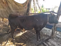 Toro, Ganado vacuno — foto 1